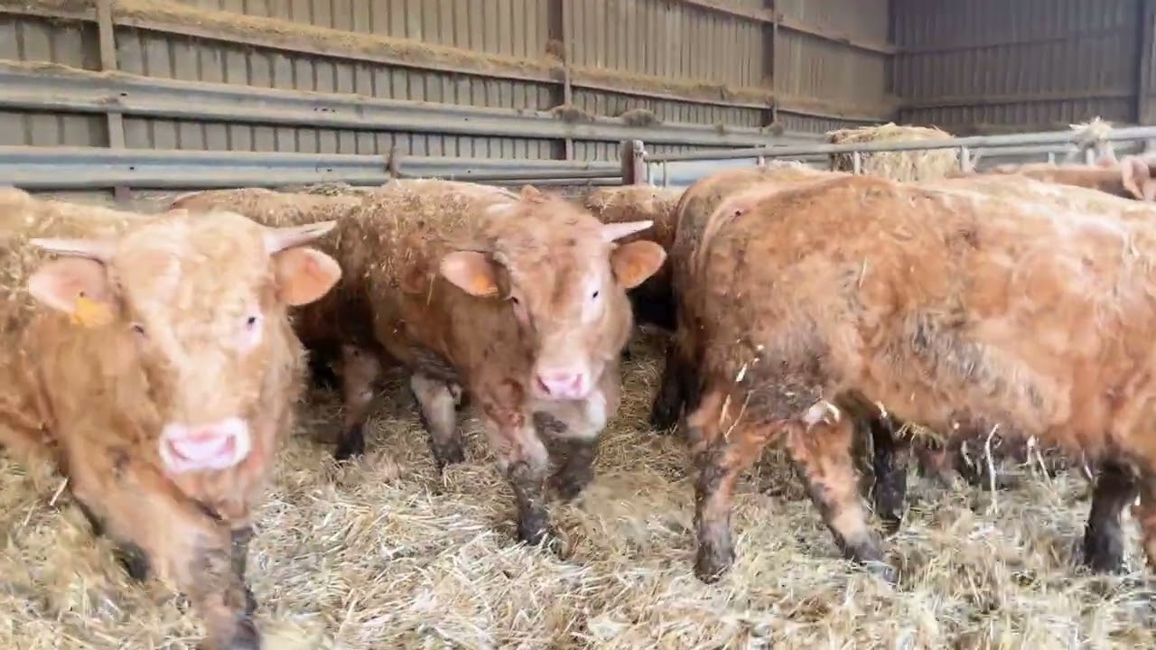 VENTE VIDEO DE 32 BROUTARDS MARDI 17 MARS 2026 A SICAFOME