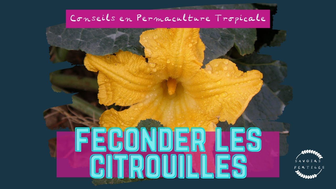 Permaculture tropicale: fécondation de citrouille