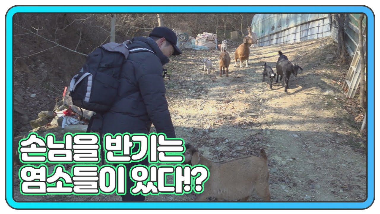 짐승들과 함께 공존하는 자연인이 있다?! MBN 260121 방송