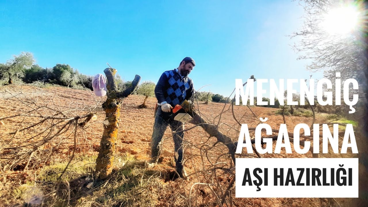 YABAN MENENGİÇ AĞACININ ANTEP FISTIĞINA DÖNÜŞÜMÜ...