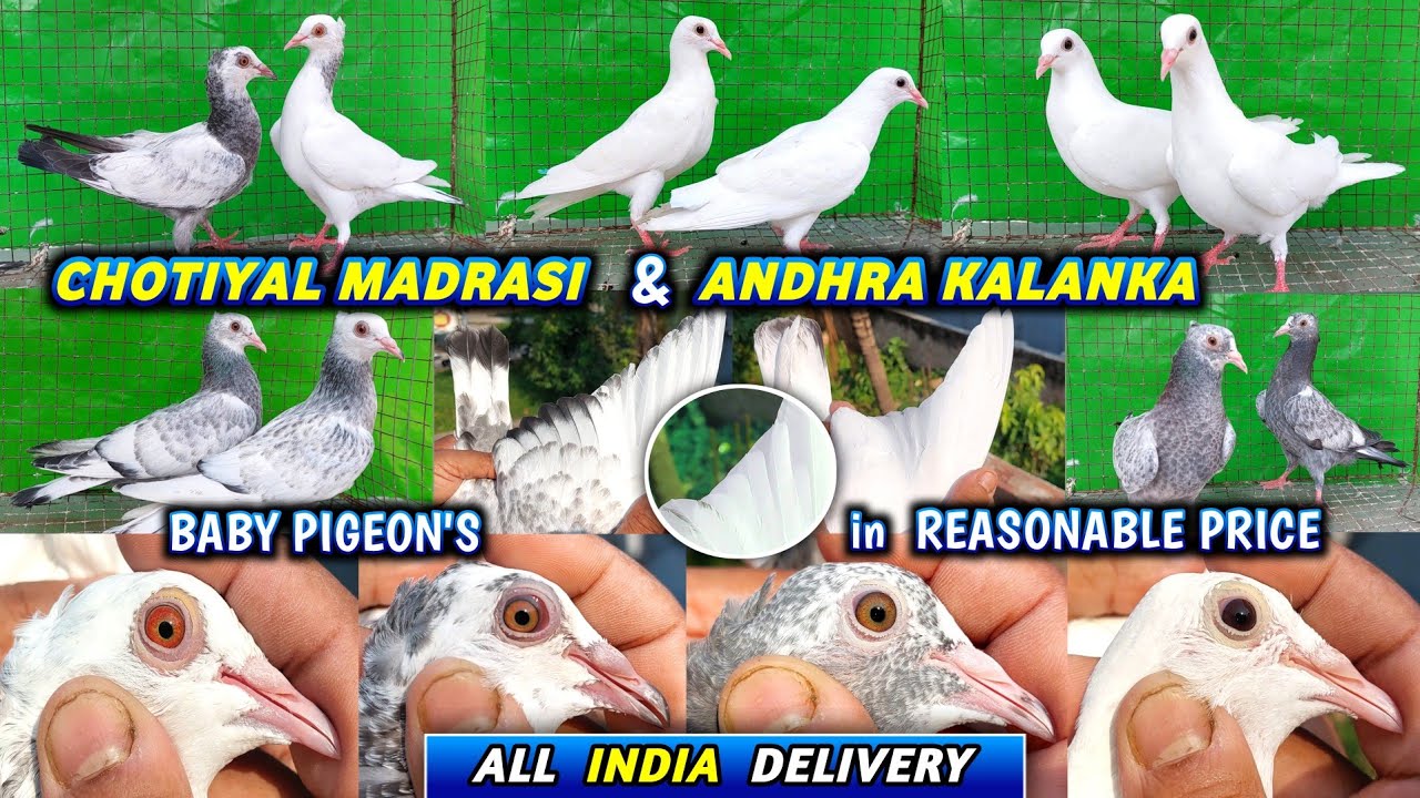 Chotiyal Madrasi & Kalanka Andhra Baby Pigeons Of Akash Bhai ( 2025 )