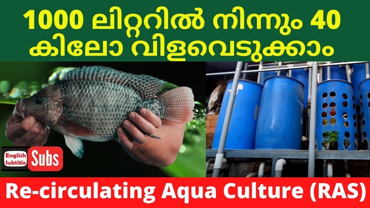 Recirculating Aqua Culture | How does work RAS Fish Farming | Malayalam