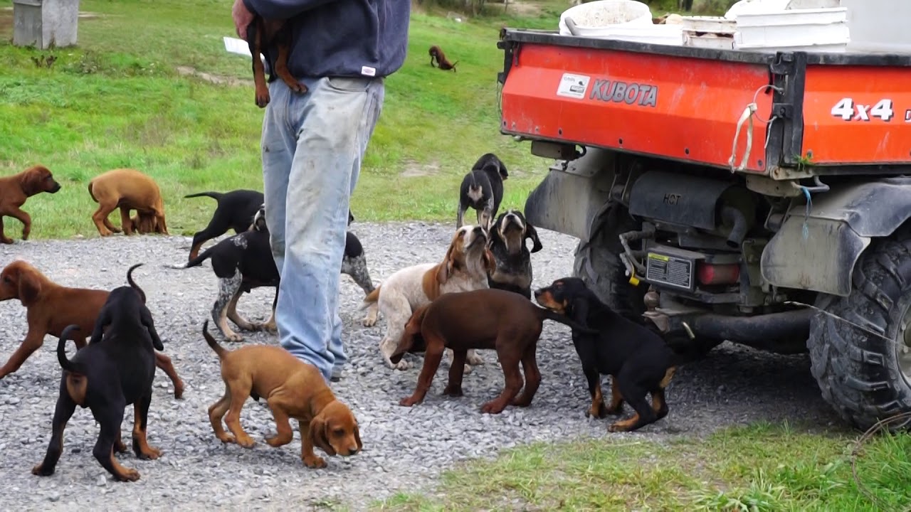 Absolute heaven! 101 Coonhound puppies and no Cruella Deville!!