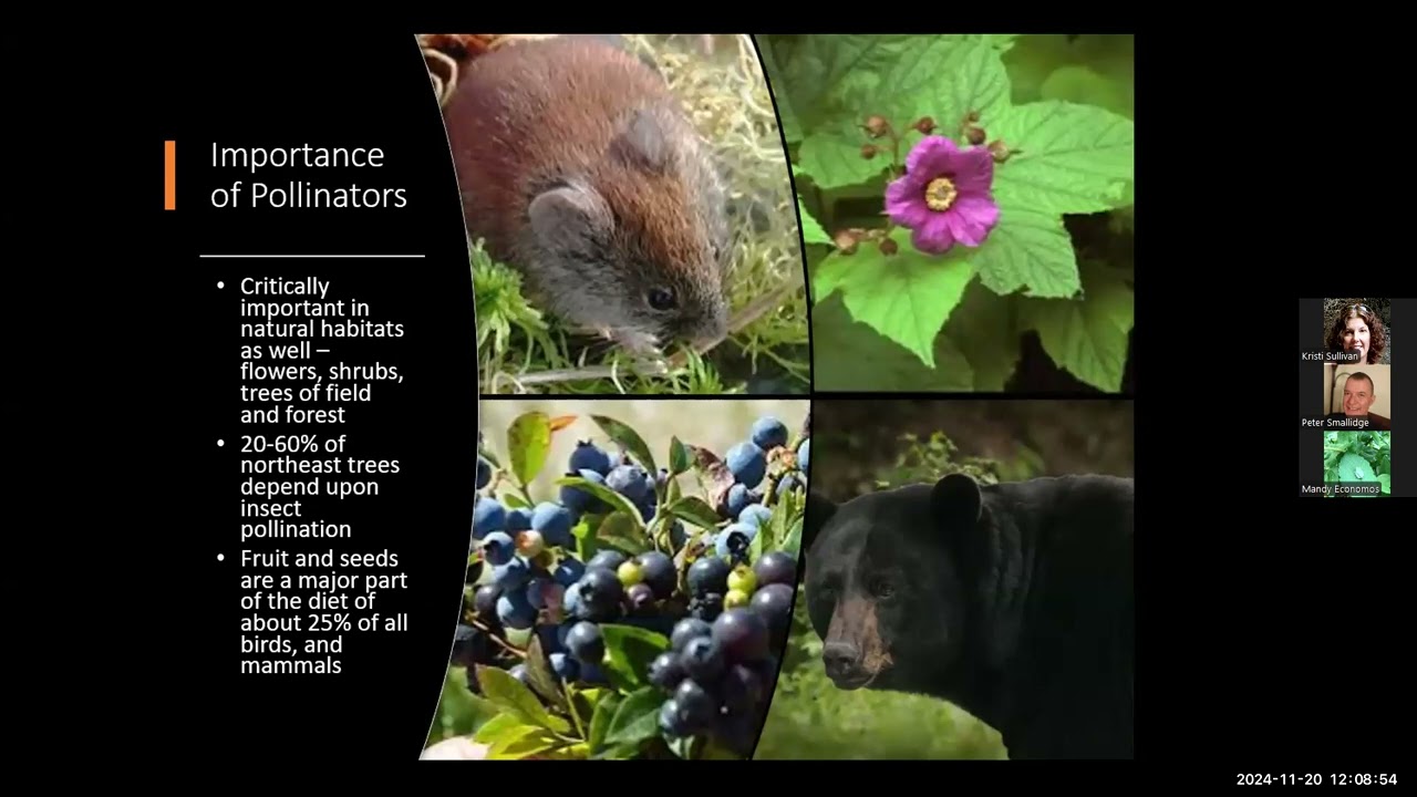 The Critical Role of Forests as Pollinator Habitat:  10 Practical Steps For Your Woods