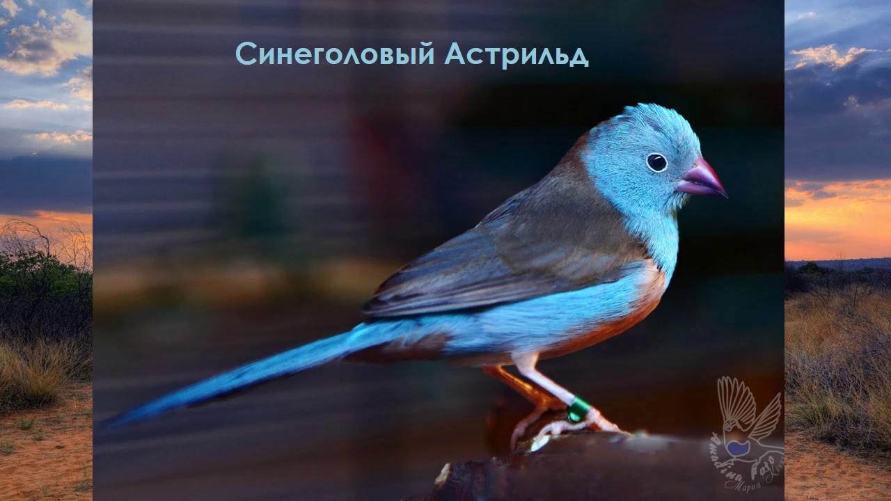 Описание Синеголовых Астрильдов