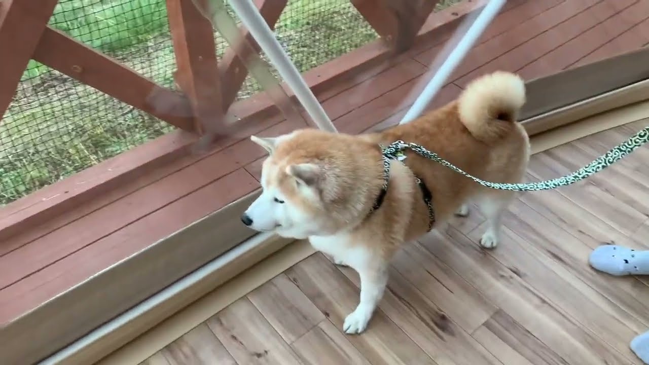 柴犬岳と行く「グランシア別府鉄輪」超豪華で凄すぎた！
