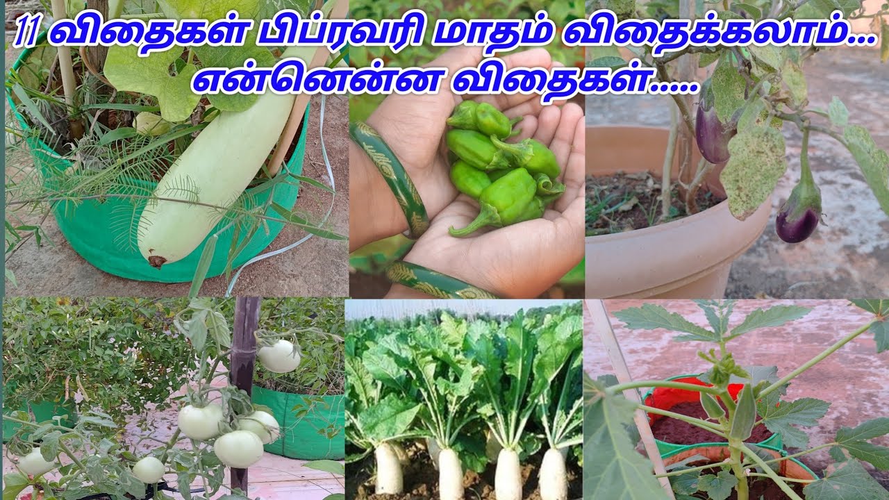 பிப்ரவரி மாதத்தில் எந்தெந்த காய்கறி செடிகள் போடலாம் #qualityorganicgarden #monthvegetablesgrow
