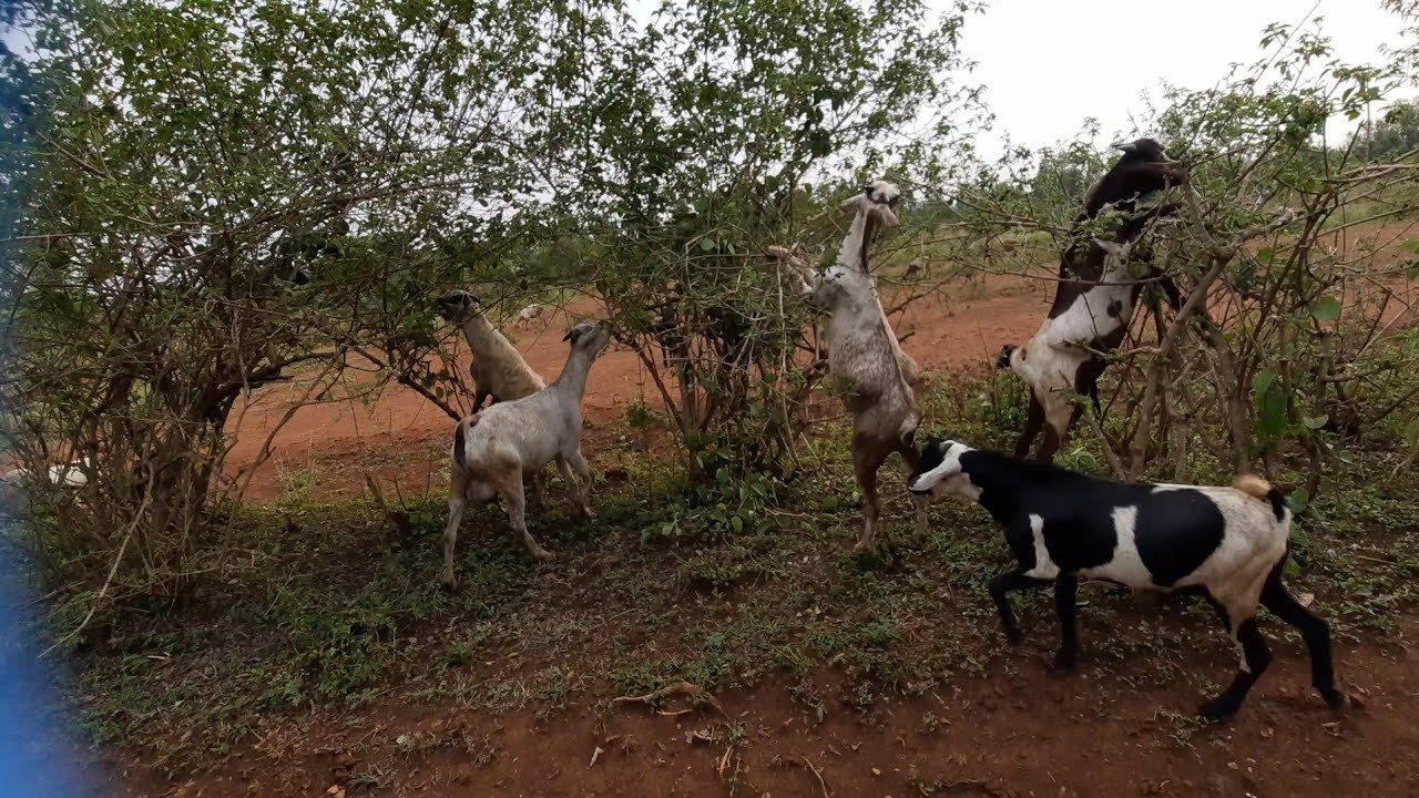 Goat Farming Milk replacer or Cow's milk as Goat Milk Substitute