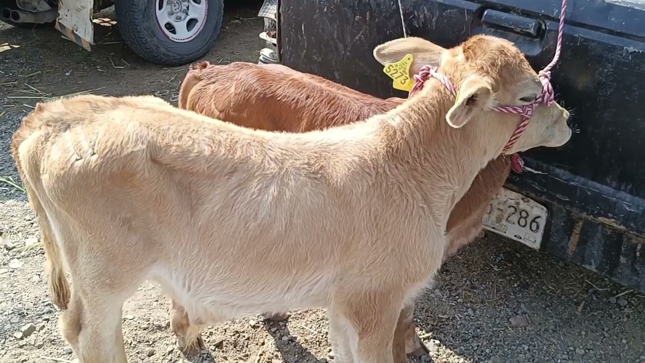 Tianguis de ganado estado de Morelos becerros Buenos y baratos