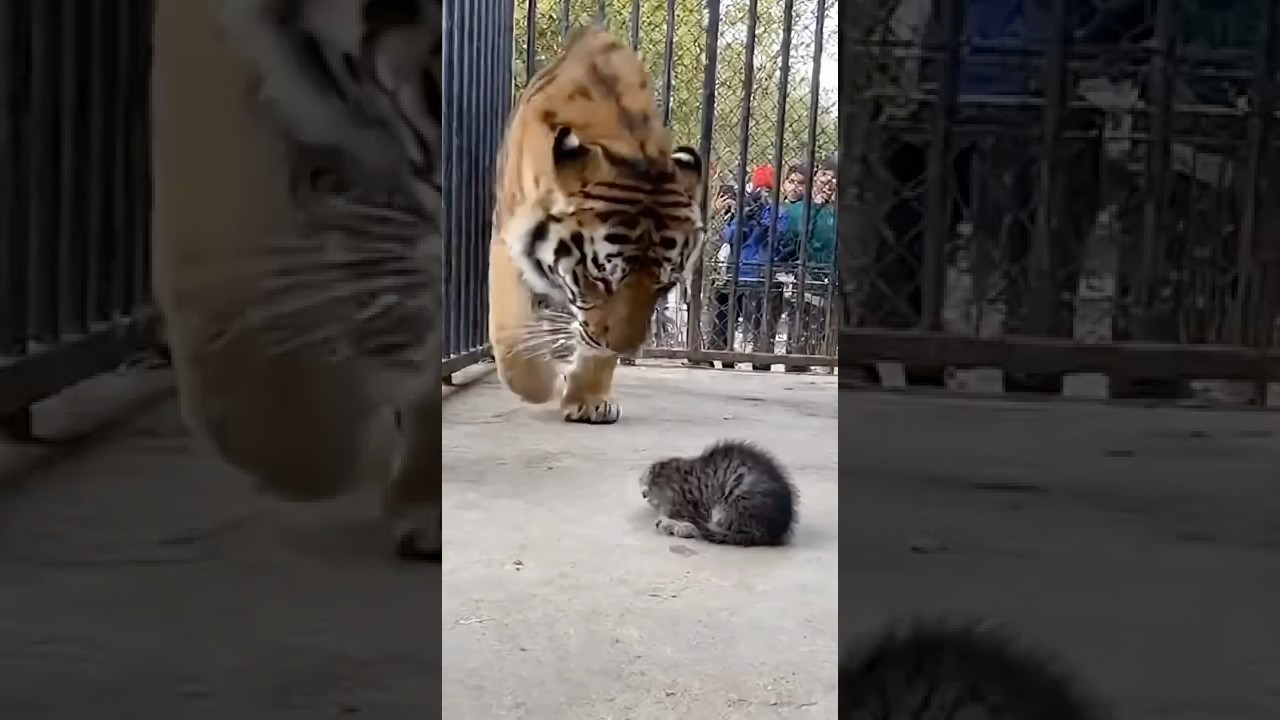 Когда котёнок падает в клетку к тигру!!! 😱🐯🐱