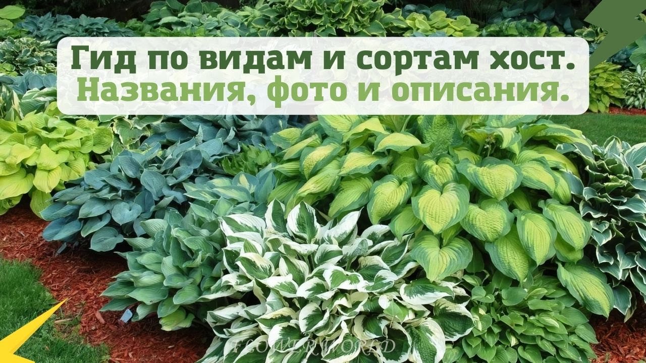 Гид по видам и сортам хост.🌿☘🌷
