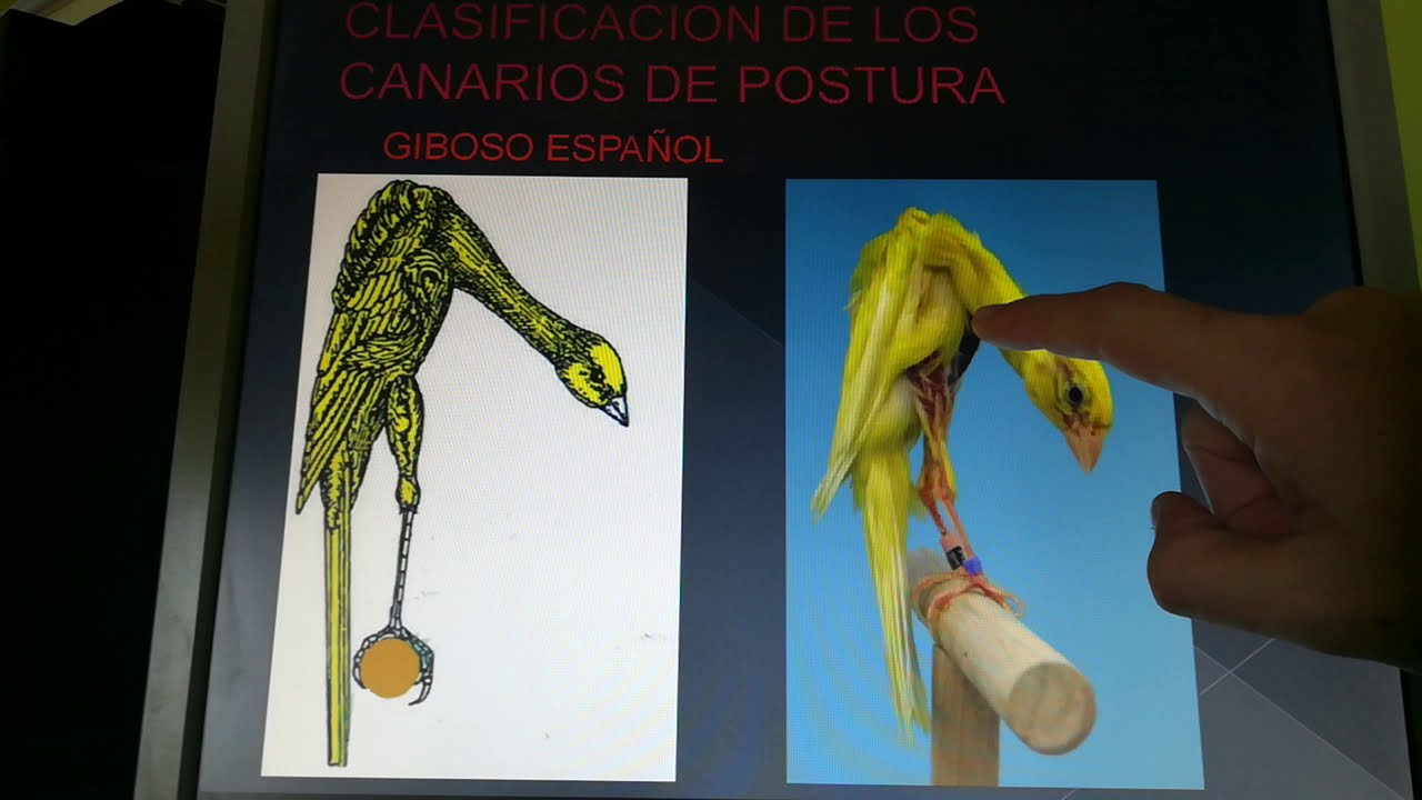 ESTANDAR CANARIOS  RIZADOS (PARTE 2)