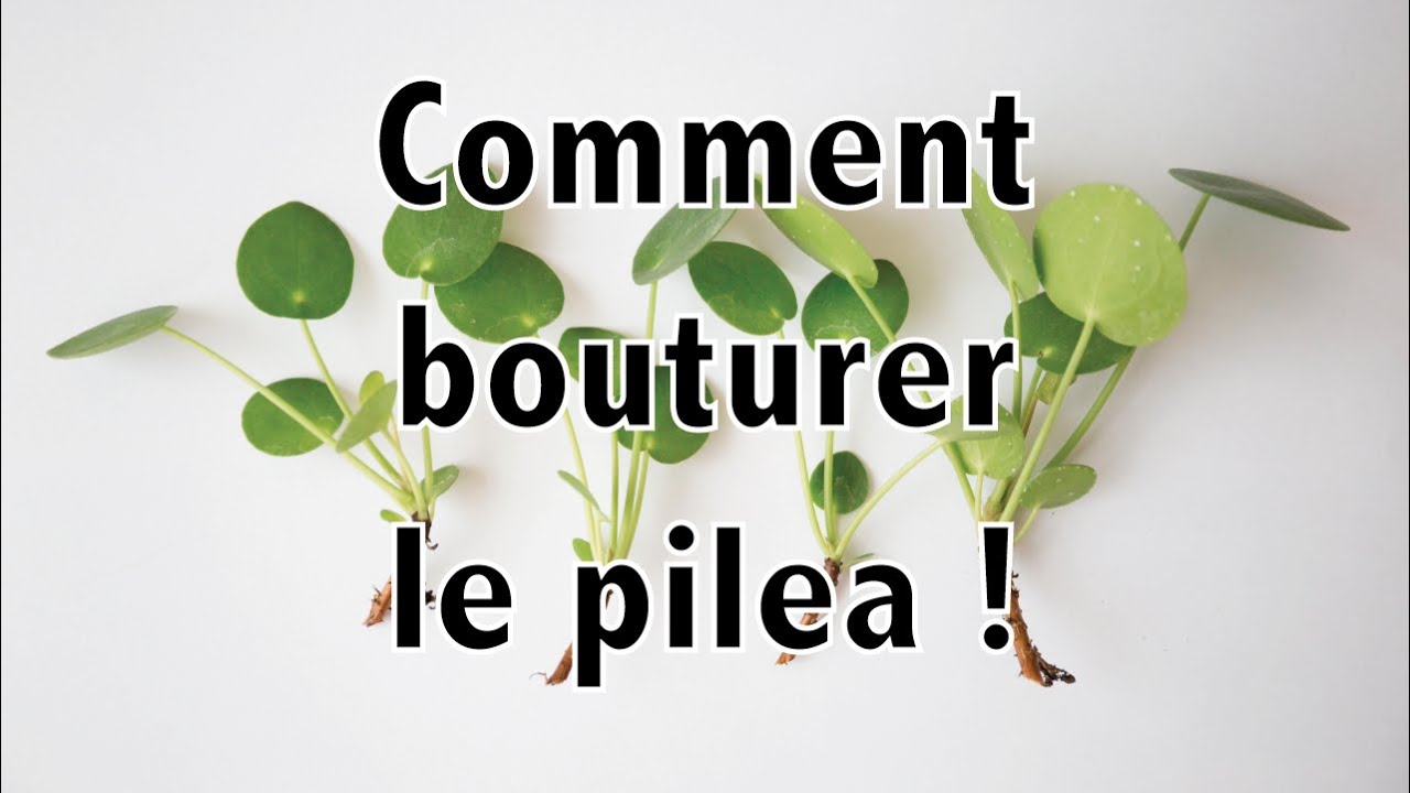 Comment bouturer le pilea ! | Vertbobo