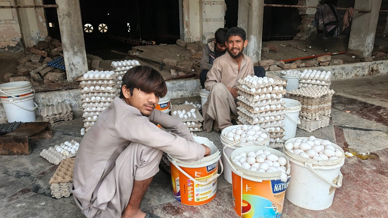 Lahore Eggs Business Today Rate | Lahore Anda Market Update | Egg Wholesale & Farm Rate