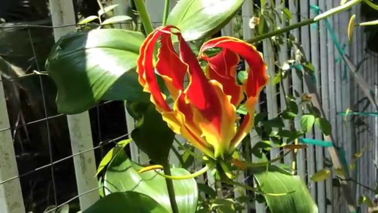Gloriosa superba, Gloriosa Rothschildiana