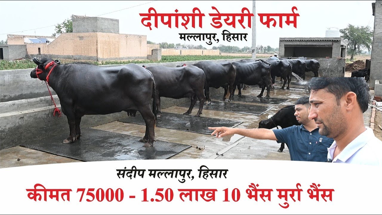 कीमत 75000 - 1.50 लाख 10 भैंस मुर्रा भैंस || DIPANSHI DAIRY FARM MALLAPUR, HISAR