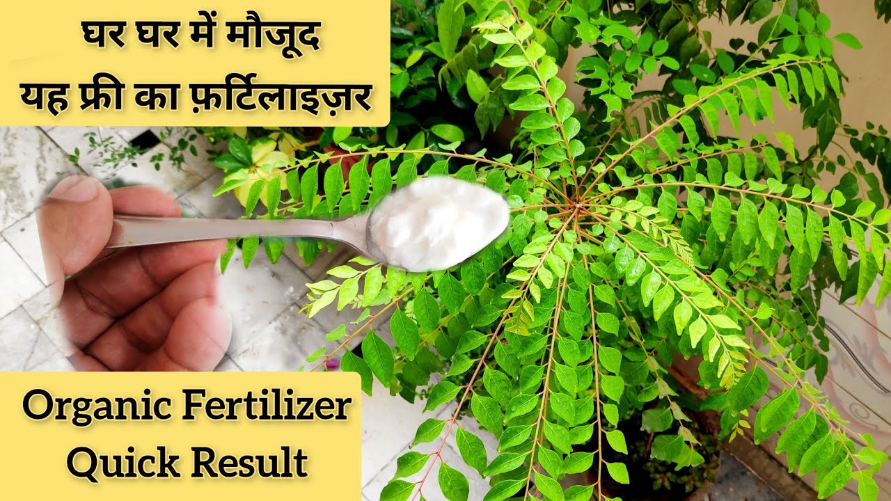 100% guarantee यह एक मुफ्त का फ़र्टिलाइज़र मीठा नीम कड़ी पत्ता प्लांट को हरा-भरा-घना बना देगा