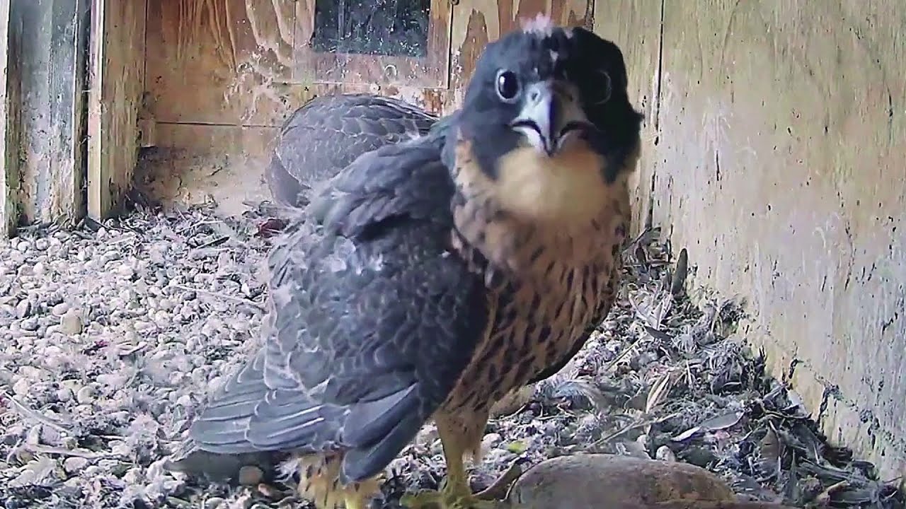 FalconCam Project~Lovely moments in the short life of Rubus! Fly high little one. ❤️~November 2022