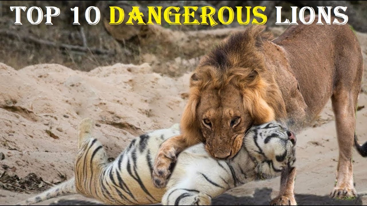 Top 10 Most Dangerous Lions in History - Lion VS Tiger Real Fighting Cases