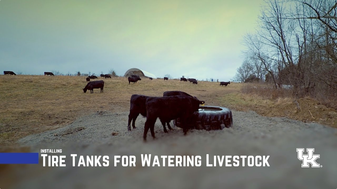 Tire Tanks for Watering Livestock