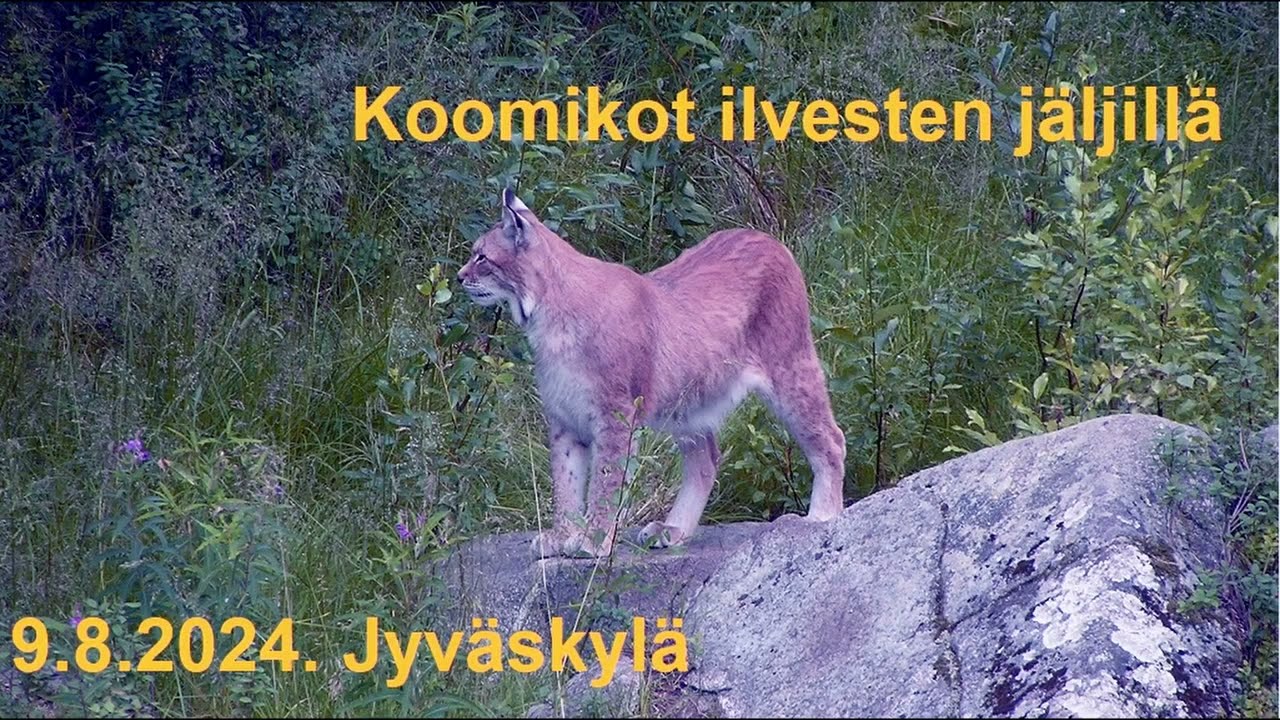 Koomikot ilvesten jäljillä -stand up - 9.8.2024. Vaajakoski