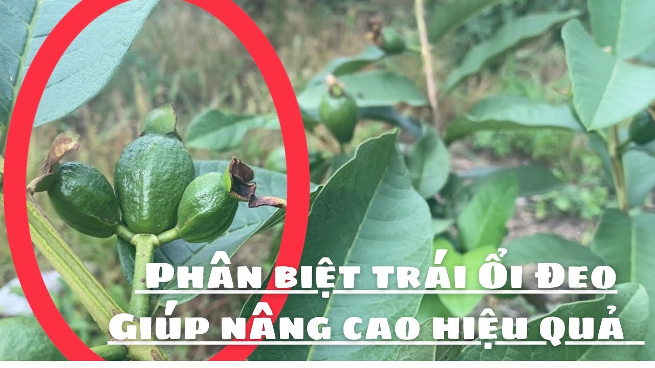 #124 Bao Xốp Ổi Nên Phân Biệt Trái Đeo Để Được Hiệu Quả Cao | Thanh Bình Farm