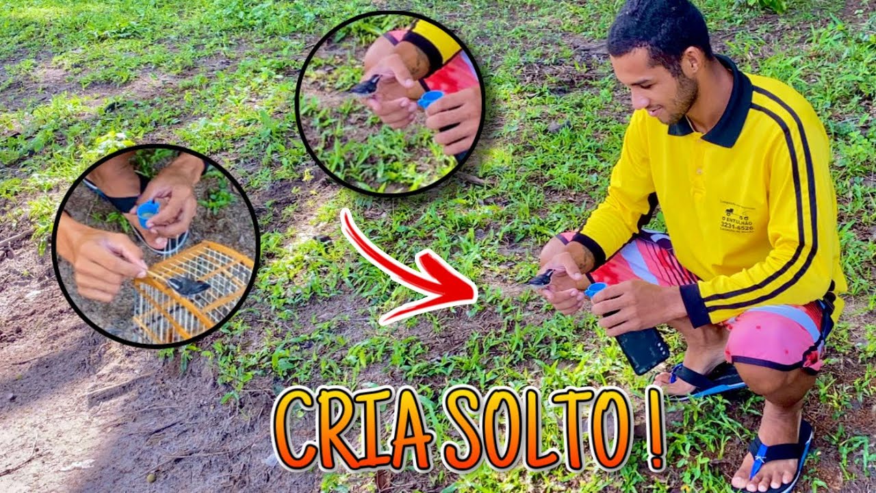 🔥 ELE CRIA O SIBITE SOLTO NO MATO ! 🫣 (Esse vídeo vai deixar o seu sibite louco ! 😲)