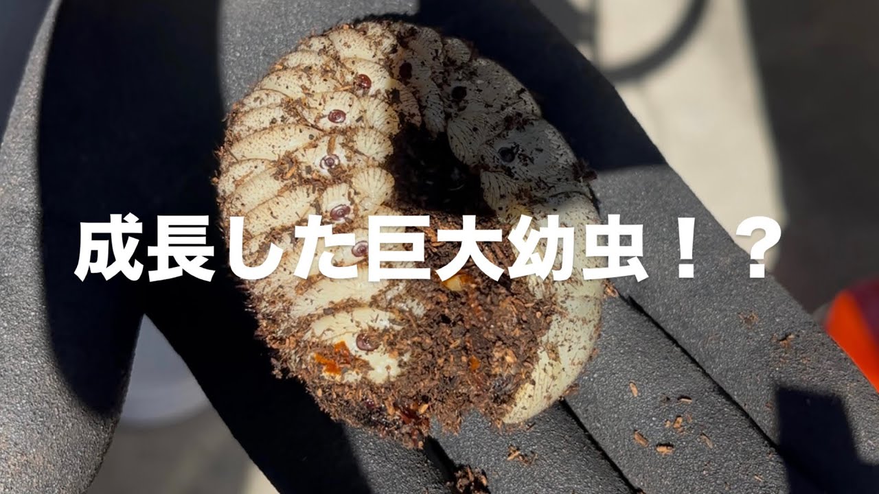 アクティオンとヘラクレスのマット交換したよ！