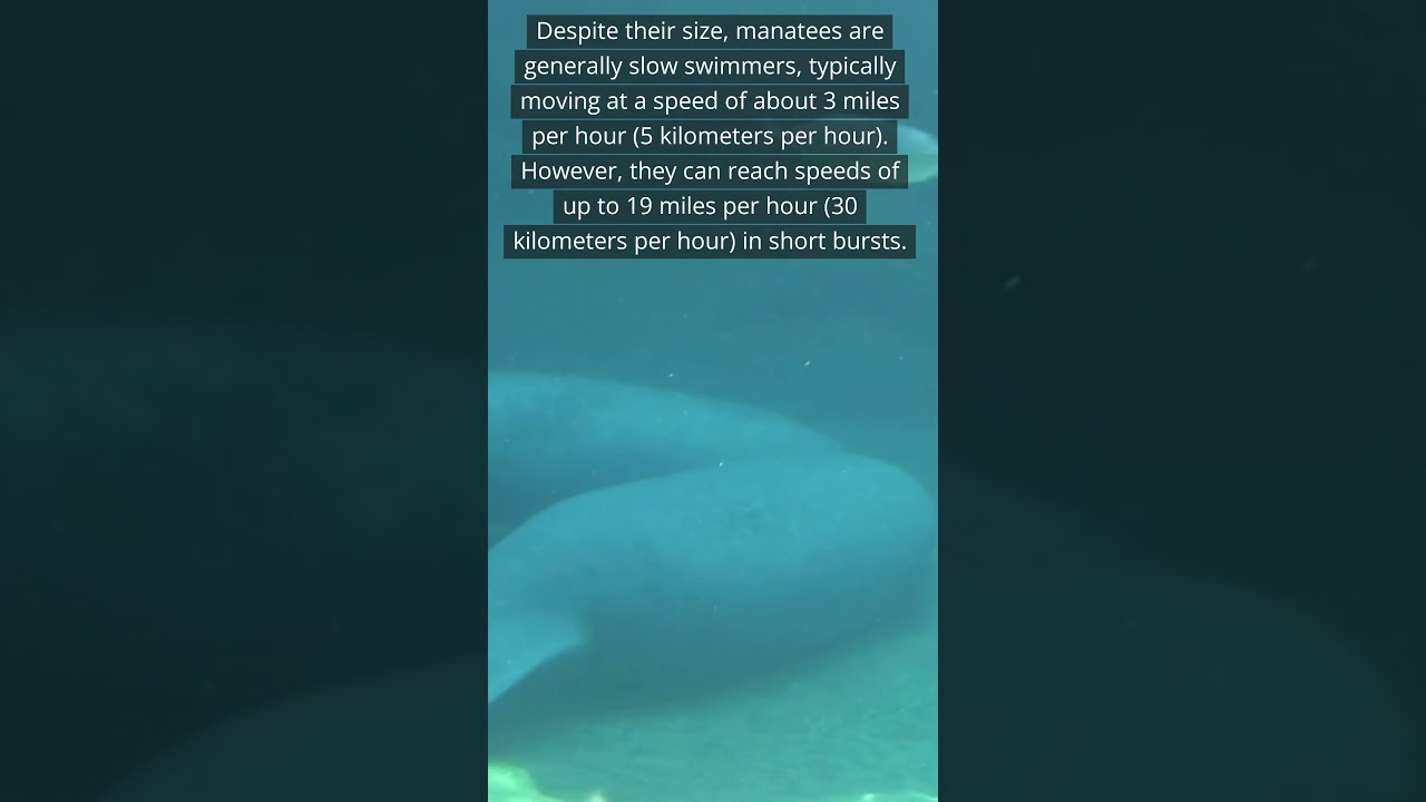 MANATEE - most interesting facts with numbers