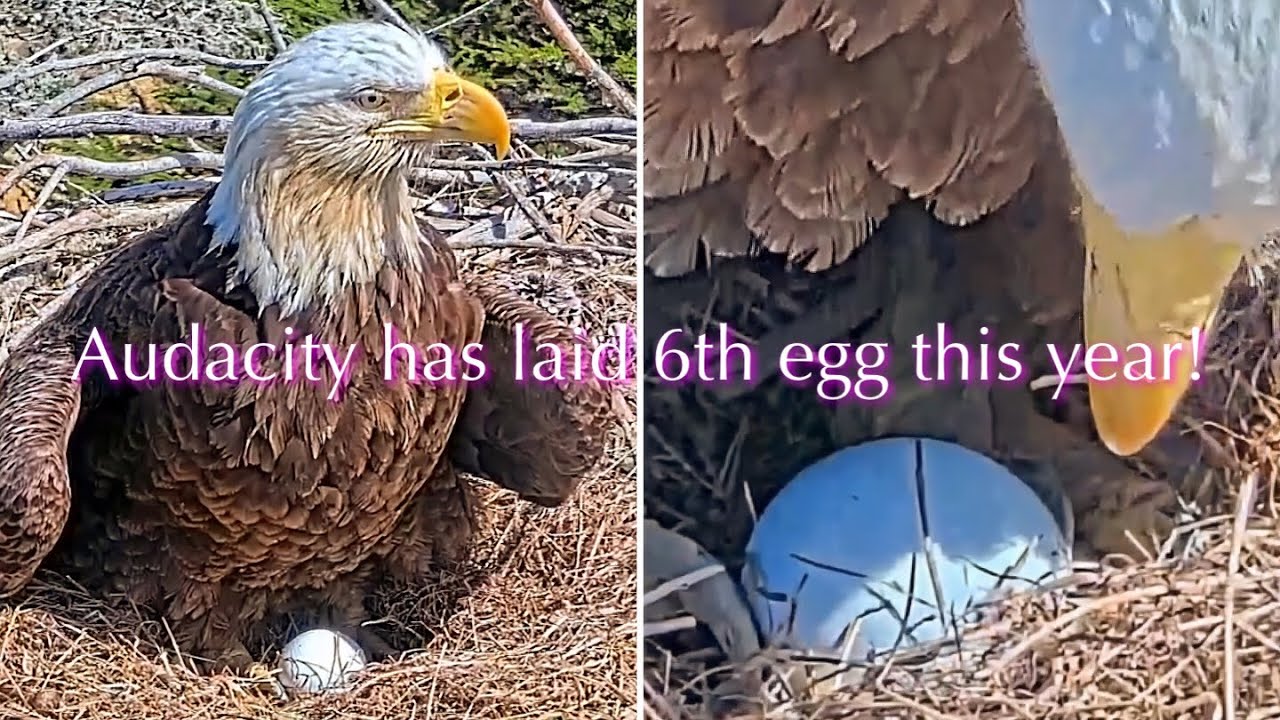 #11🦅🎉🥚(💔🥚🥚🥚🥚🥚)／Sauces Bald Eagle Nest 2026／Audacity💗Jak／powered by EXPLORE.org
