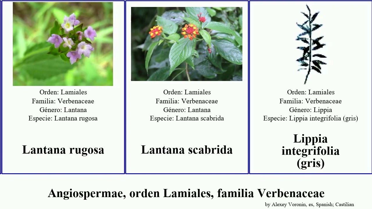 Angiospermae, orden Lamiales, familia Verbenaceae lantana lucida gris camara canadensis rugosa