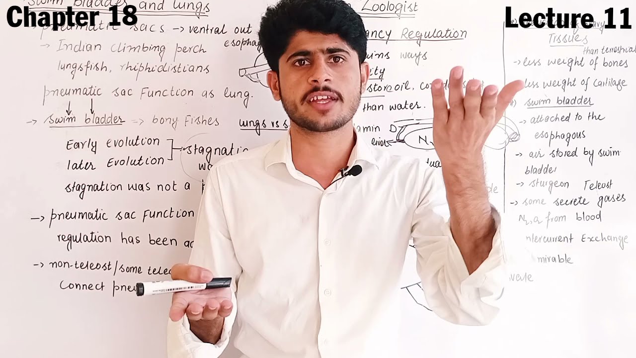 Swim bladder and lungs|Buoyancy Regulation in fishes|In hindi and Urdu|chapter 18|