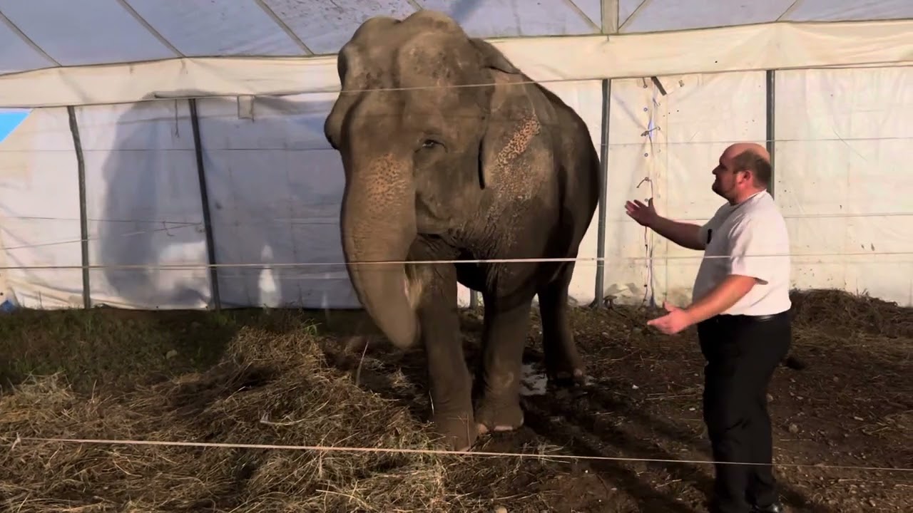 Intervista al titolare dell’Universal Circus