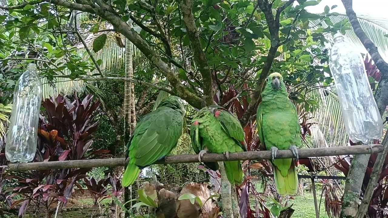 Grabando a mis tres loros ( Pepito, Lola y Pepe ) 