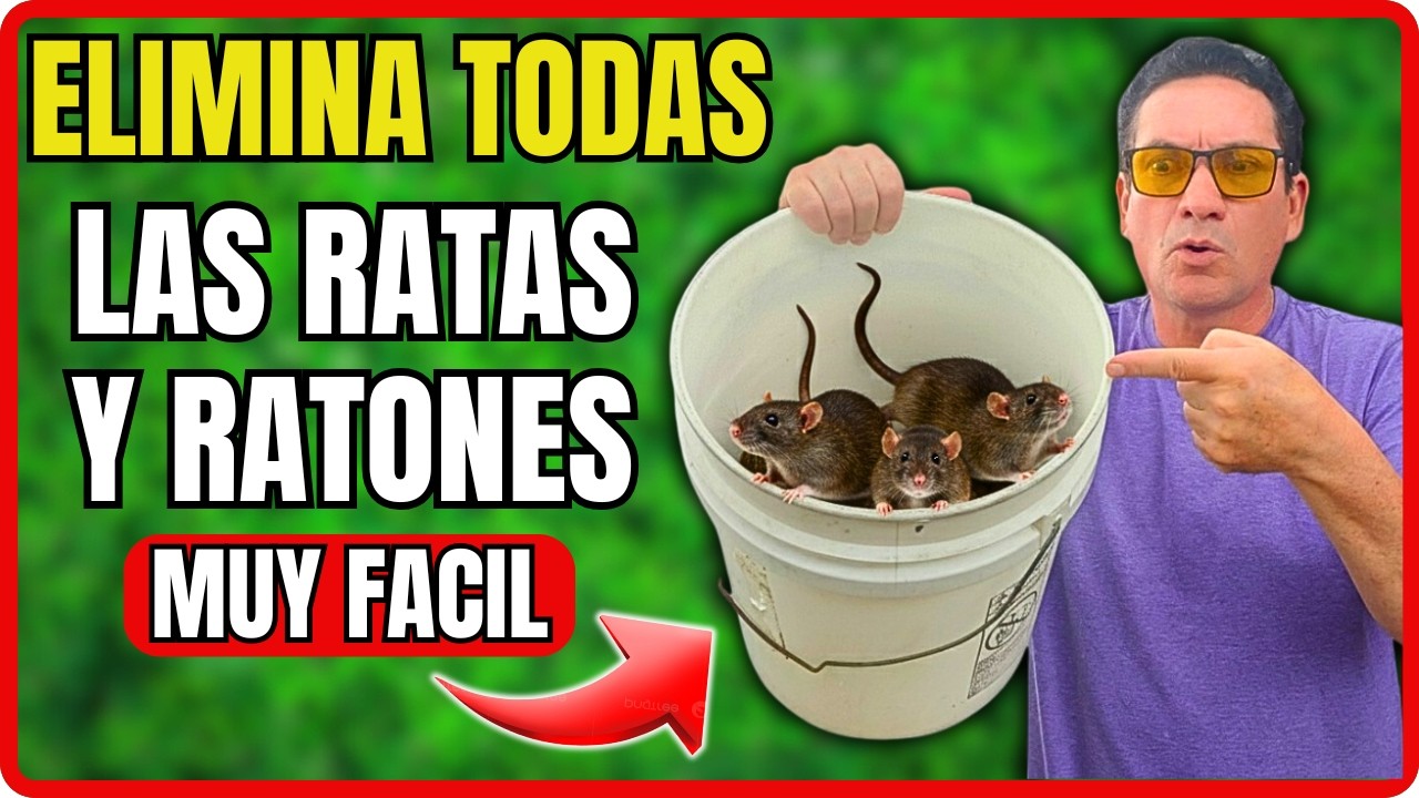 COMO ELIMINAR TODAS las RATAS y RATONES con una super trampa MUY FACIL DE HACER | Gio de la Rosa