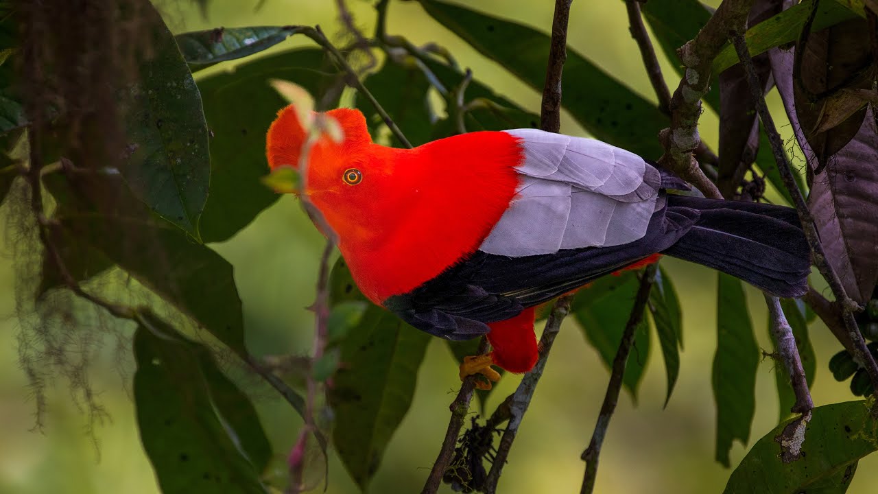 Ecuador in 4k - Birding at Refugio Paz de las Aves