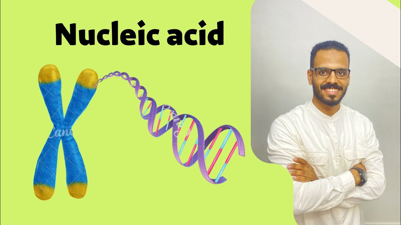 Nucleic acid- Biology 1st secondary egypt 1st term | Unit 1 ابراهيم خلف