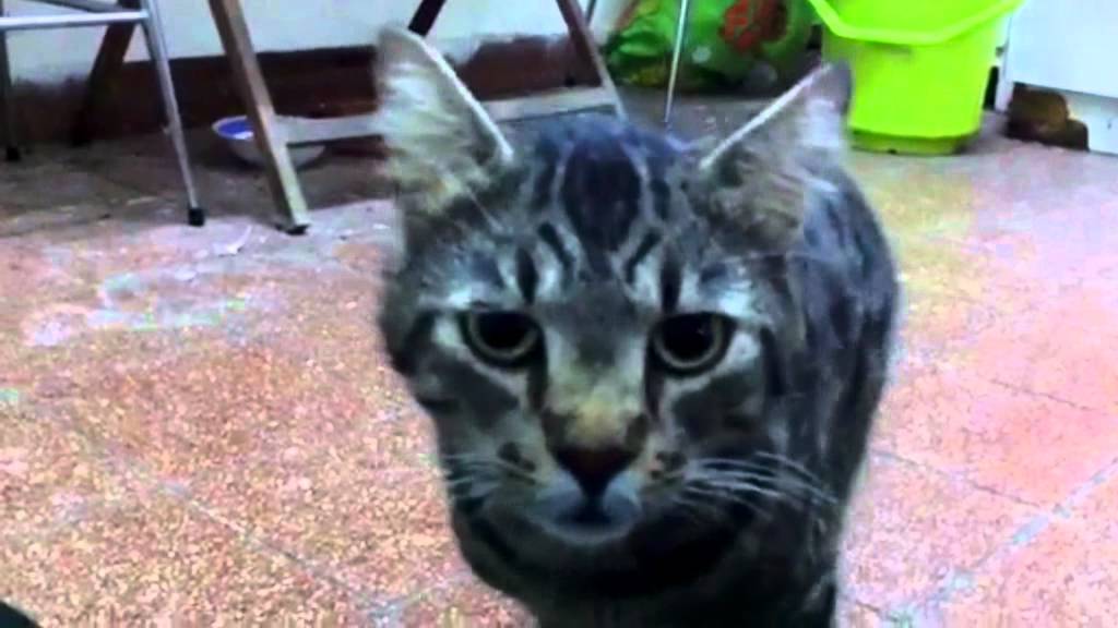 Gatonovela - Cat Soap Opera