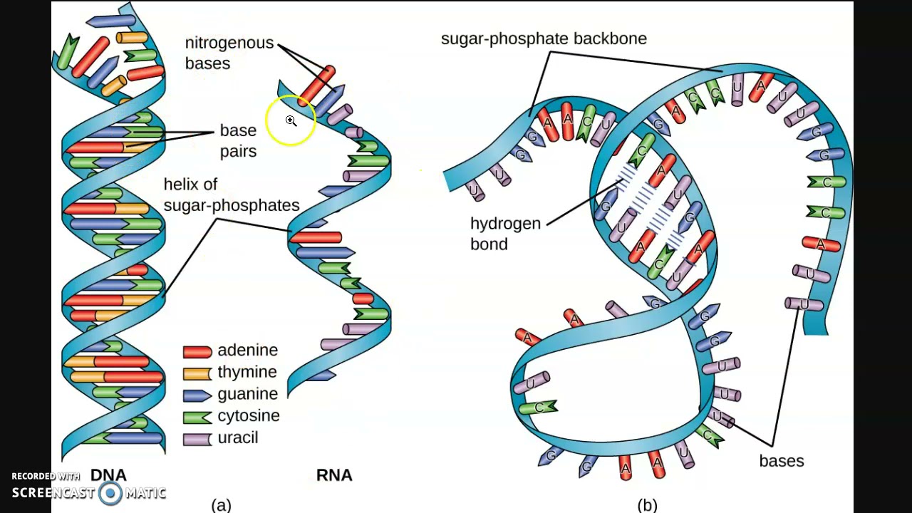 RIPASSONE - Biologia molecolare 1: Struttura di DNA, RNA e proteine
