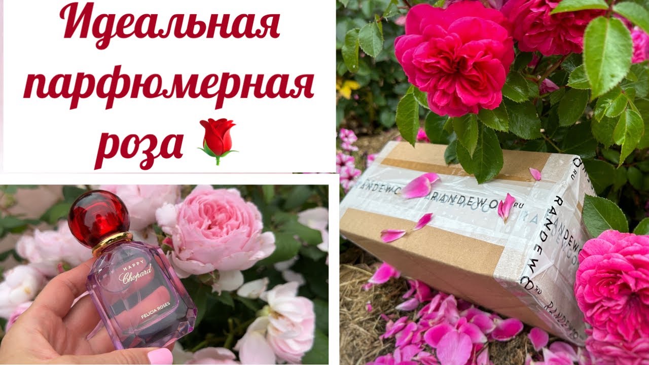 🔥МОЙ САМЫЙ УДАЧНЫЙ ЗАКАЗ ПАРФЮМЕРИИ! 🌹Идеальная летняя розочка и запах морского песка 🏝️