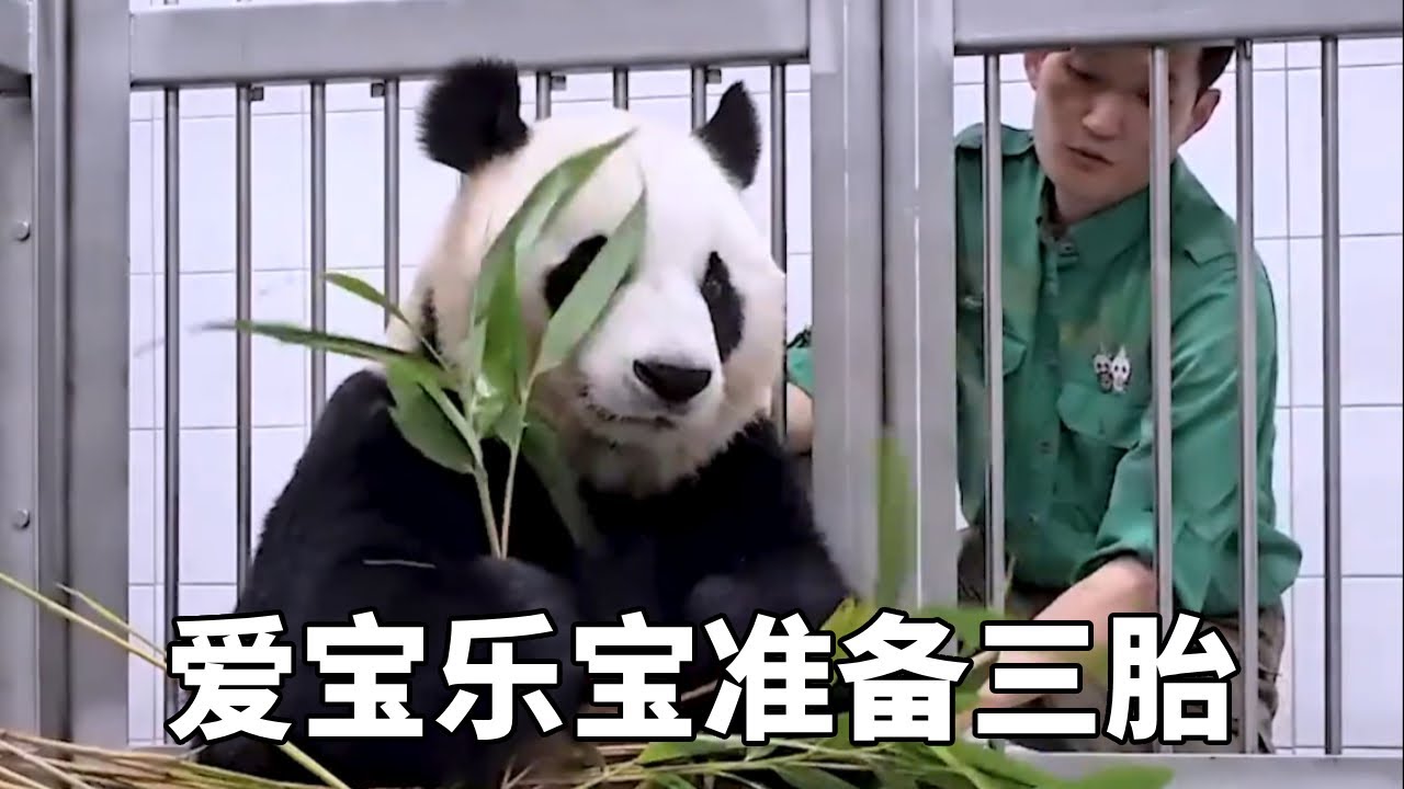 爱宝和乐宝不营业，在家准备三胎，宋爷爷状态明显看到没少费心！ #爱宝乐宝 #睿宝辉宝 #爱宝三胎