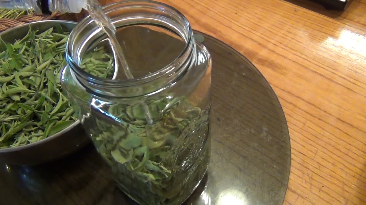 Harvesting Stevia & Making Extracts