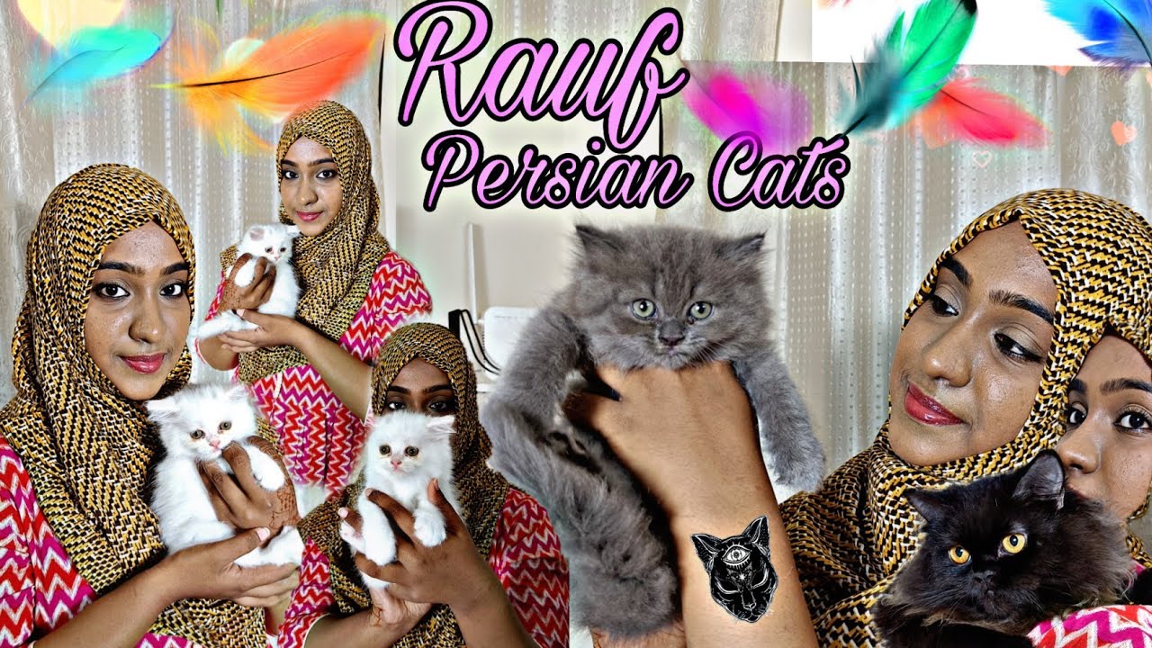 Rauf Cattery | Best Place To Buy Persian Kittens in Chennai | Home 🏠 Breeds #nangalegendpa #cat