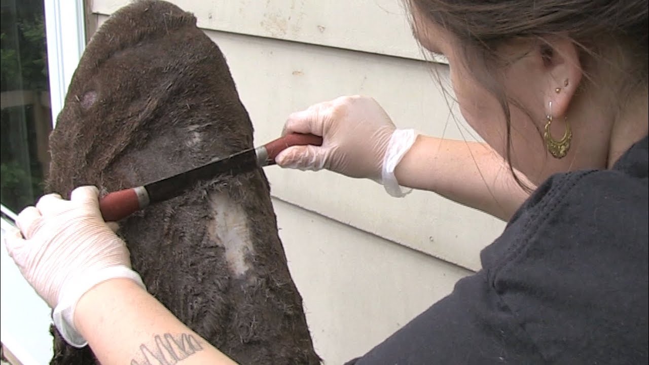 Athabascan Moosehide Tanning & Sewing (10 of 23): Scraping Clean – an Ahtna Method