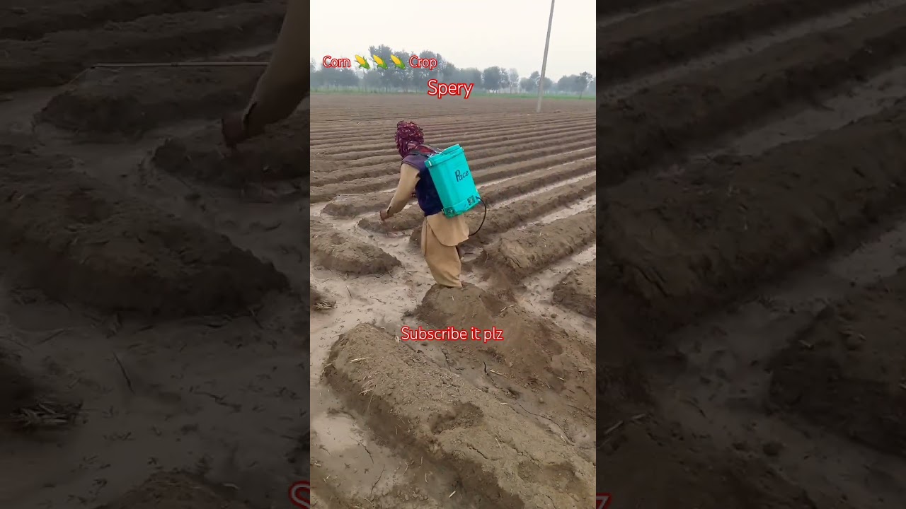 Corn Crop Frist Spery At Farm #farming #corncrop #corncrop #crop #cornfarming #ghazi