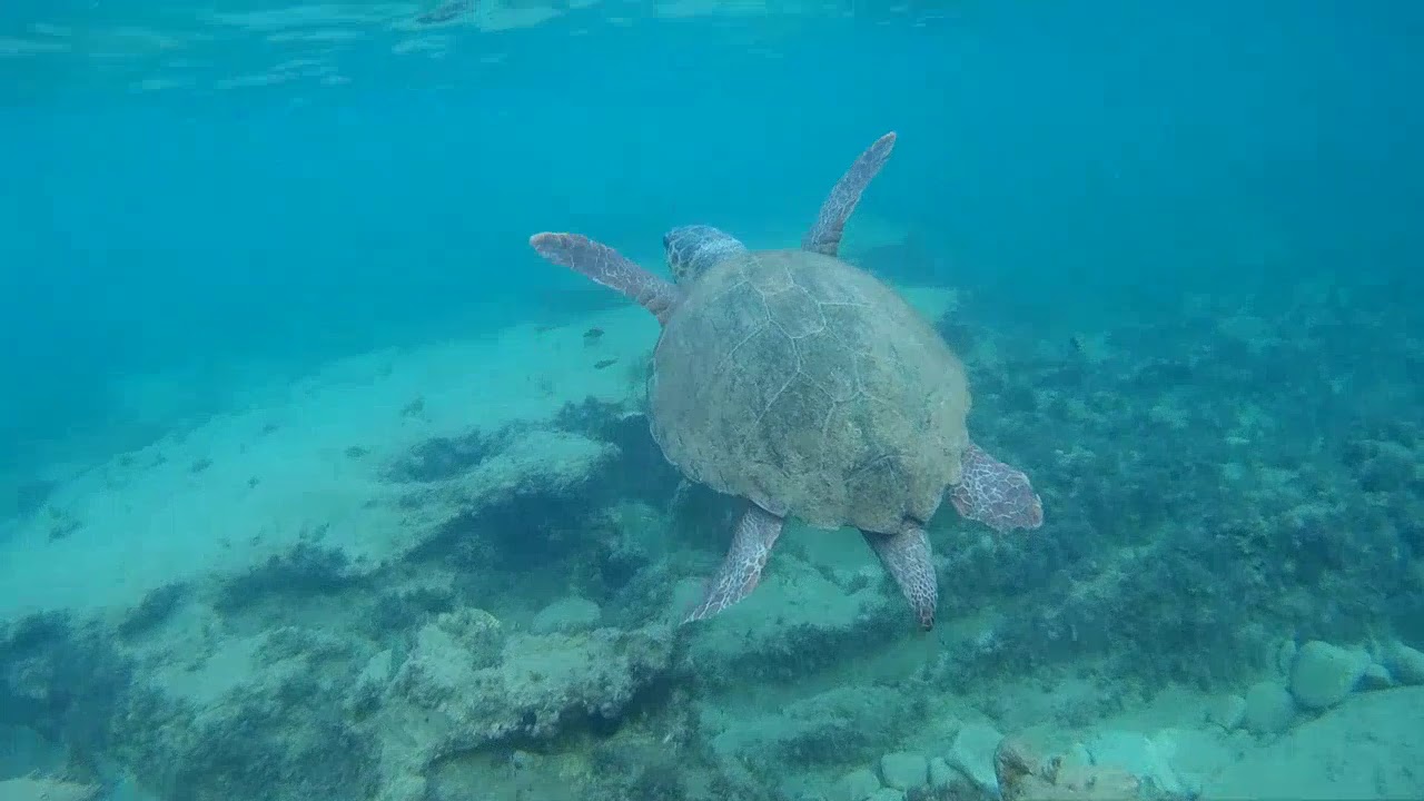 Turtles from Crete