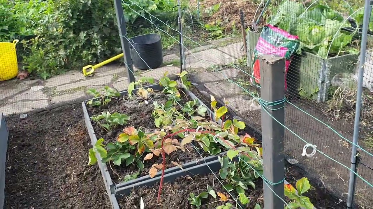 Soft Fruit cage and trellis.