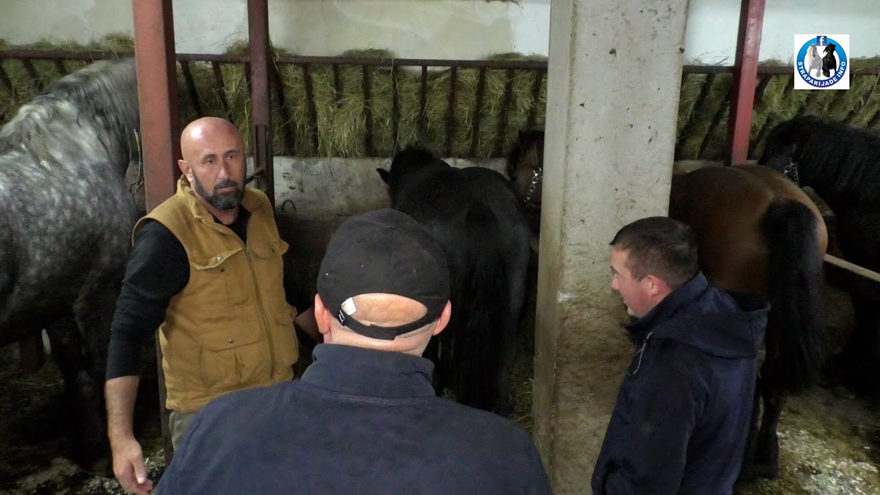 -Adnan Medić kupio Tarzanovog potomka i Putka od Gas Petrola iz Surjana-