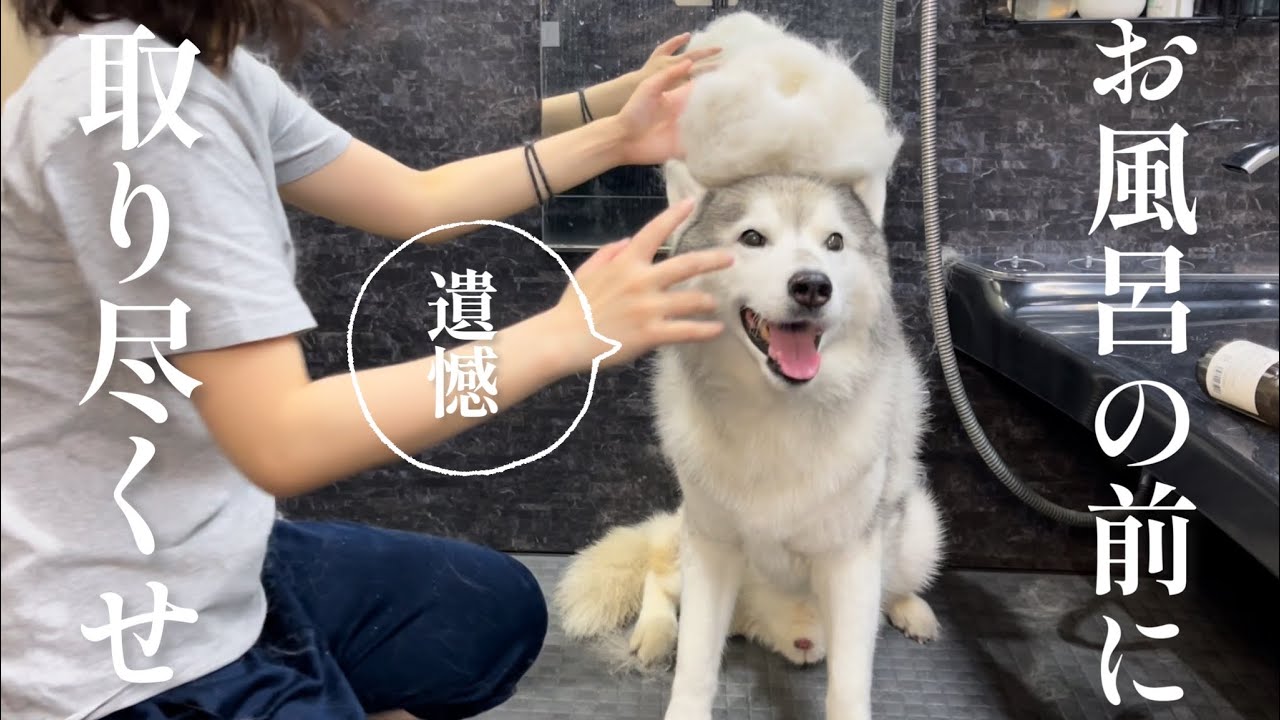 風呂場に連行され抜け毛を収穫されかけるも謎の隙間にすっぽり収まるシベリアンハスキー
