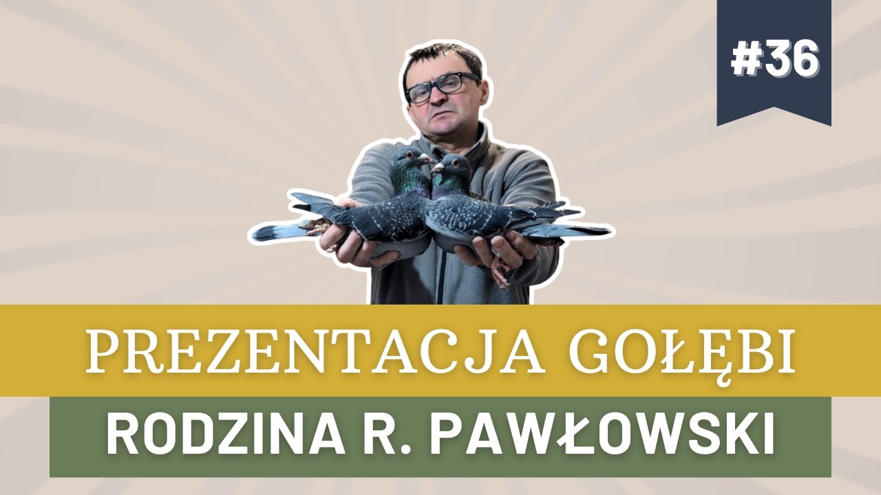 Prezentacja gołębi #36 - Bogdan Nieradka - Rodzina R. Pawłowski i Porsche